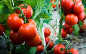 Городник не радить користуватися препаратом "Ридоміл Голд R"