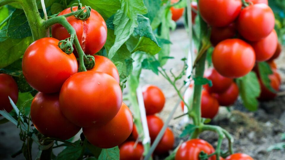 Городник не радить користуватися препаратом "Ридоміл Голд R"