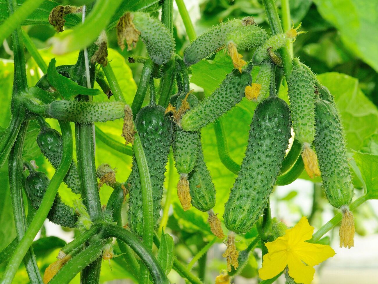 Огородник посоветовал обрабатывать огурцы биологическим фунгицидом