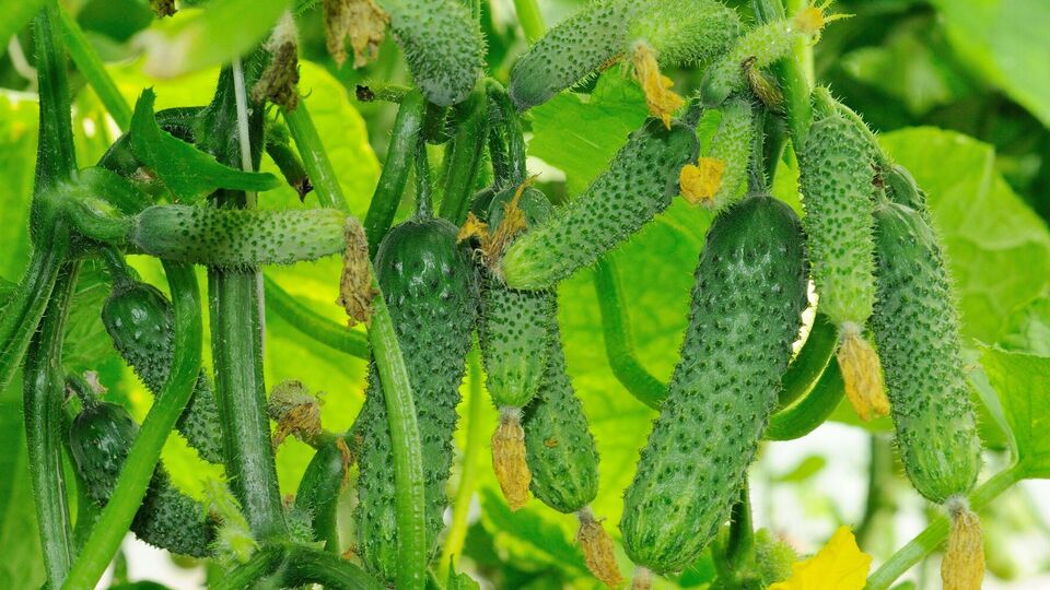Огородник посоветовал обрабатывать огурцы биологическим фунгицидом