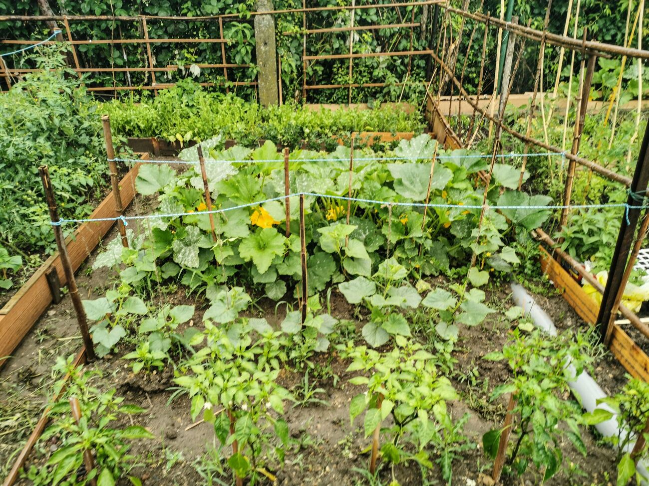 Поливать огурцы холодной водой категорически запрещено