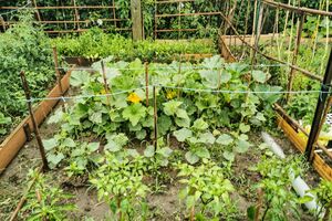 Поливати огірки холодною водою категорично заборонено