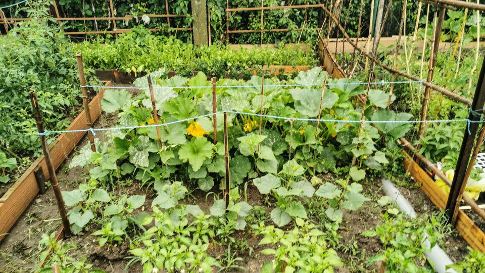 Поливать огурцы холодной водой категорически запрещено