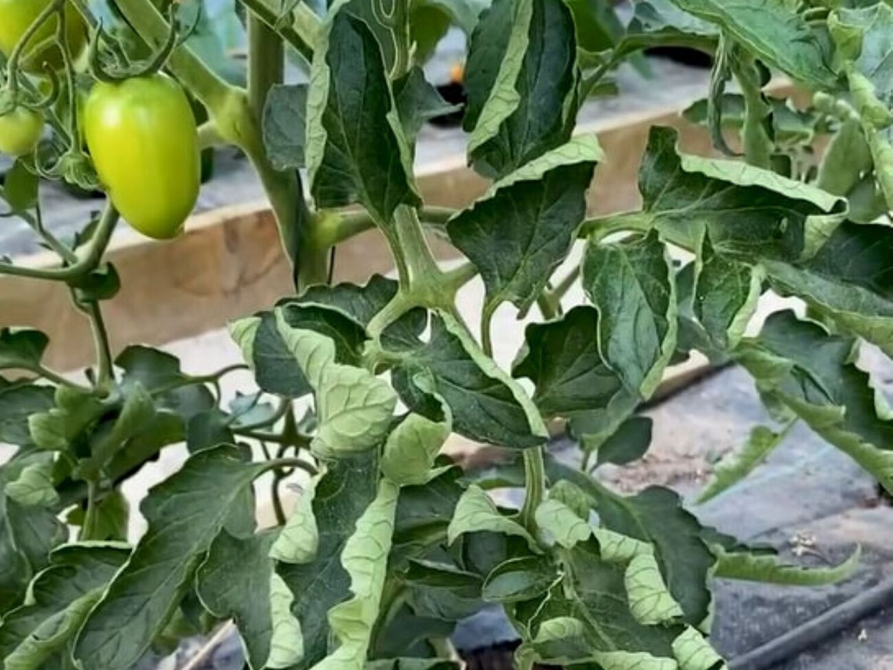 Зачастую листья томатов начинают скручиваться из-за неблагоприятных погодных условий