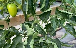 Зачастую листья томатов начинают скручиваться из-за неблагоприятных погодных условий