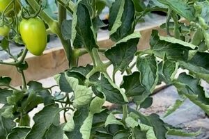 Зачастую листья томатов начинают скручиваться из-за неблагоприятных погодных условий