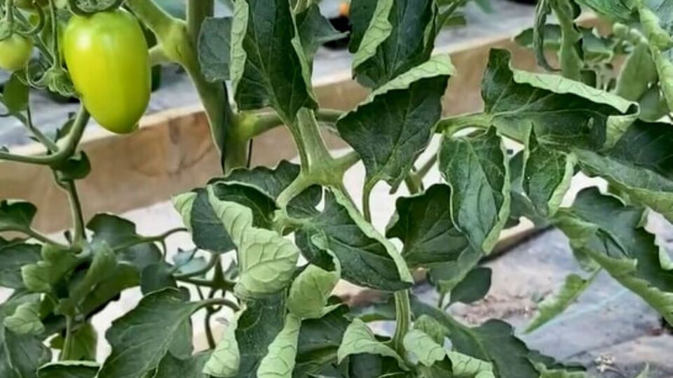Зачастую листья томатов начинают скручиваться из-за неблагоприятных погодных условий