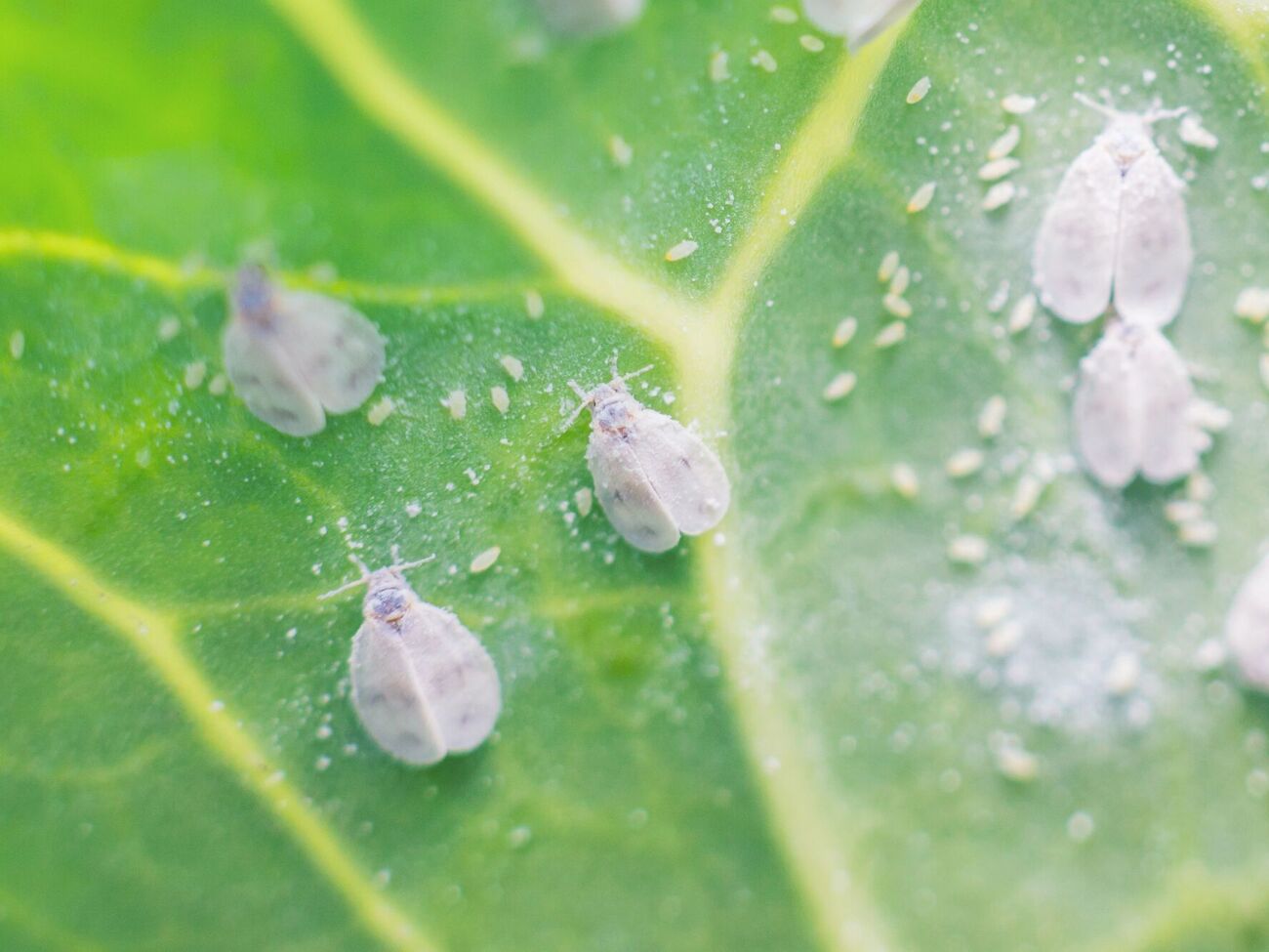 Белокрылка не выдержит действия простого настоя