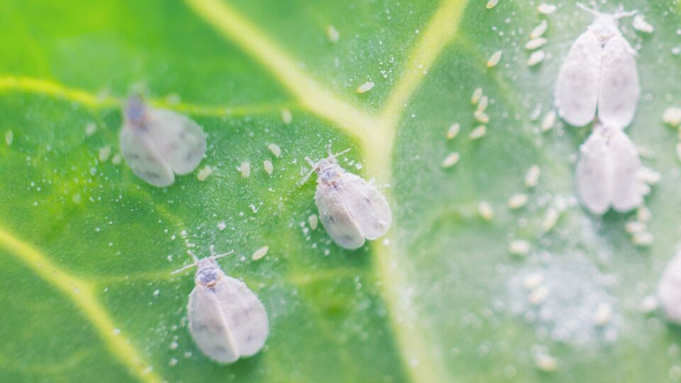 Белокрылка не выдержит действия простого настоя