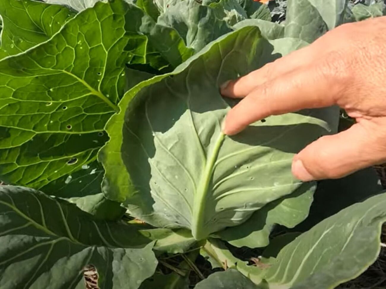 Обработку инсектицидом можно повторить через неделю