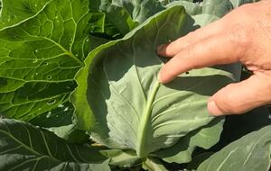 Обработку инсектицидом можно повторить через неделю