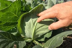 Обработку инсектицидом можно повторить через неделю