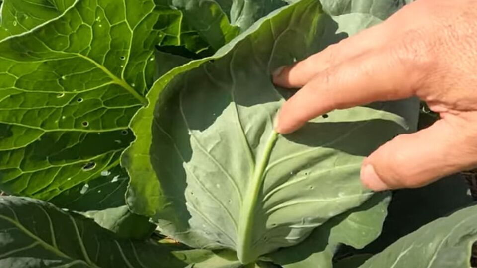 Обработку инсектицидом можно повторить через неделю