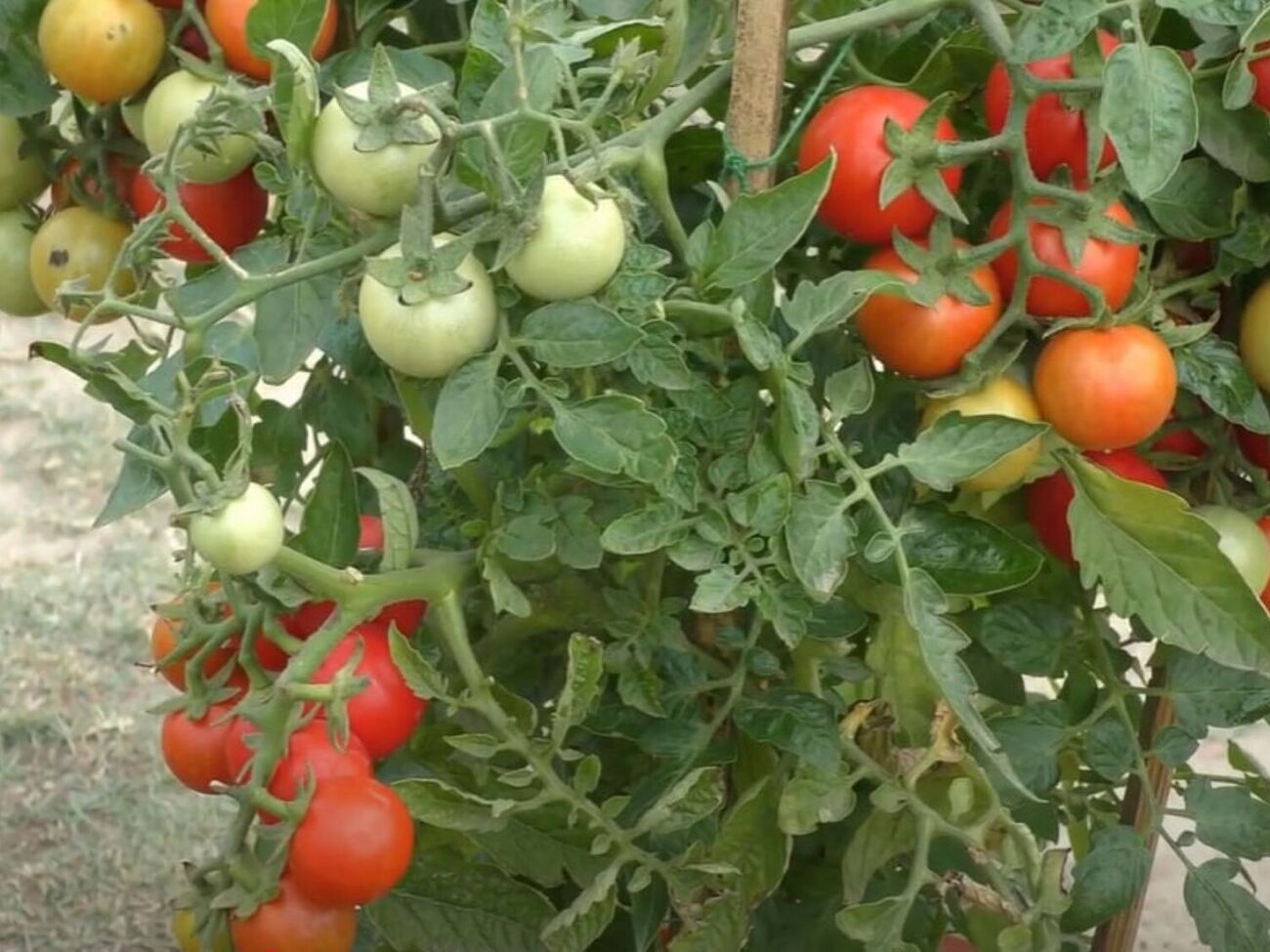 По словам огородницы, благодаря поливу ее томаты никогда не болеют, не трескаются, и всегда радуют щедрым урожаем