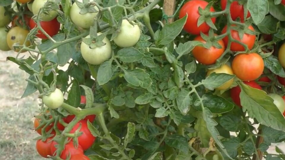 По словам огородницы, благодаря поливу ее томаты никогда не болеют, не трескаются, и всегда радуют щедрым урожаем