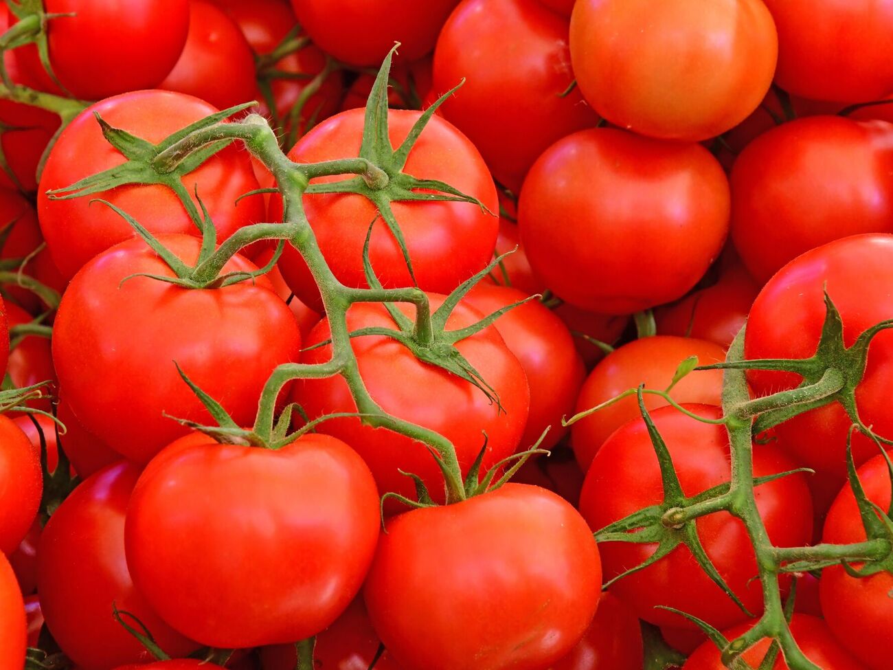 Томати дадуть плоди раніше після правильного підживлення