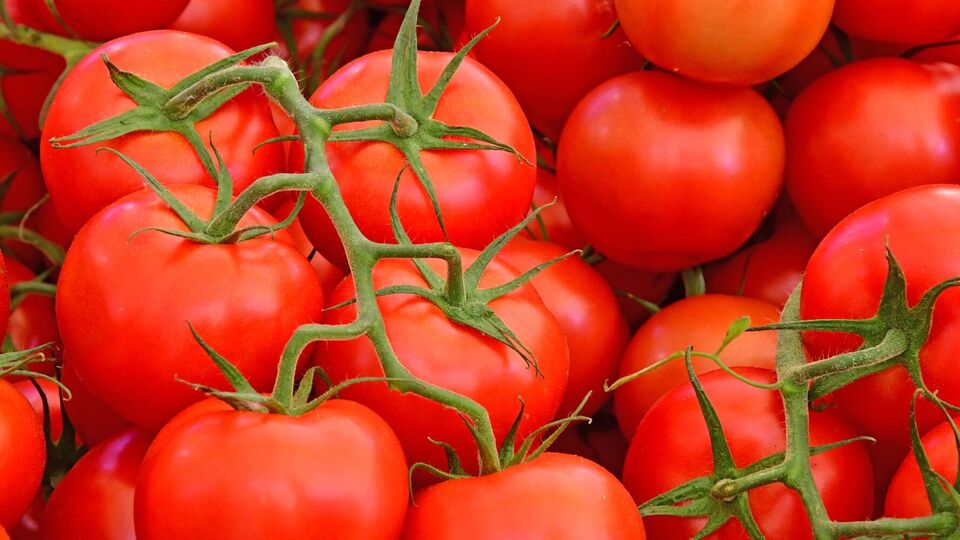 Томати дадуть плоди раніше після правильного підживлення