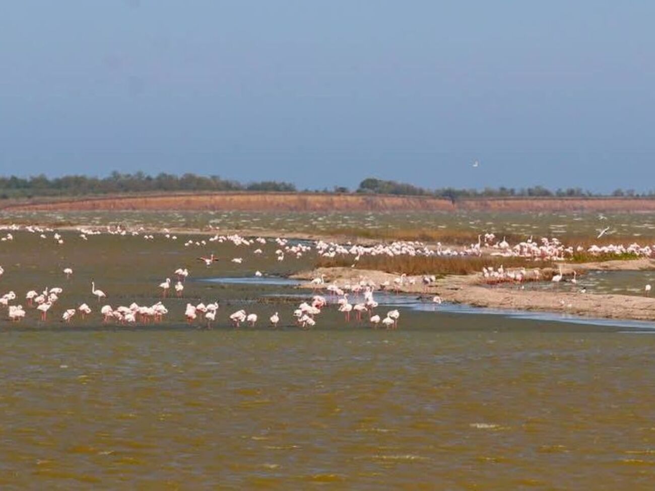 Люди спугнули птиц с выбранного места для гнездования