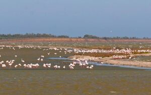 Люди спугнули птиц с выбранного места для гнездования