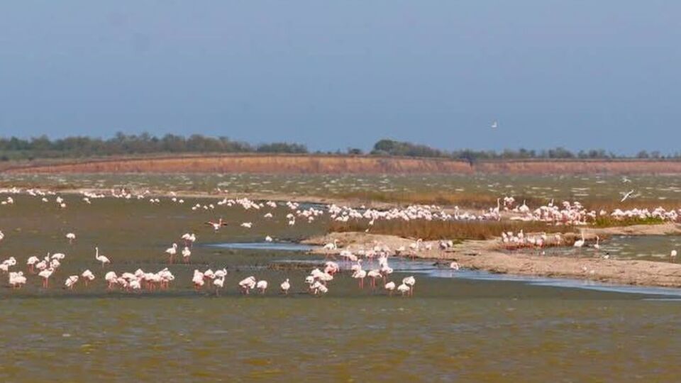 Люди спугнули птиц с выбранного места для гнездования