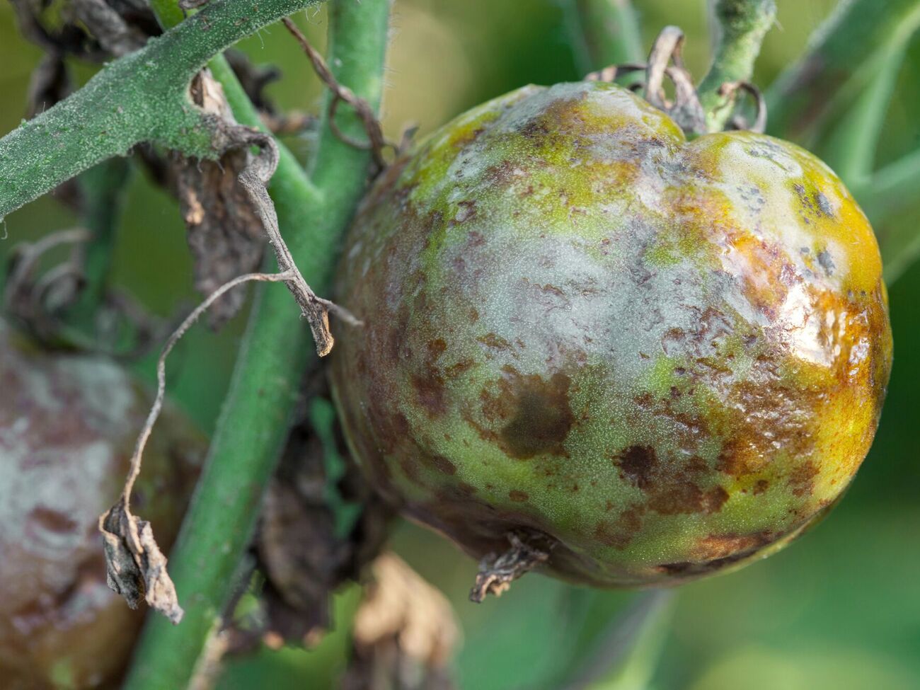 Против фитофторы используют средства на основе натуральных продуктов