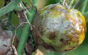 Проти фітофтори використовують засоби на основі натуральних продуктів