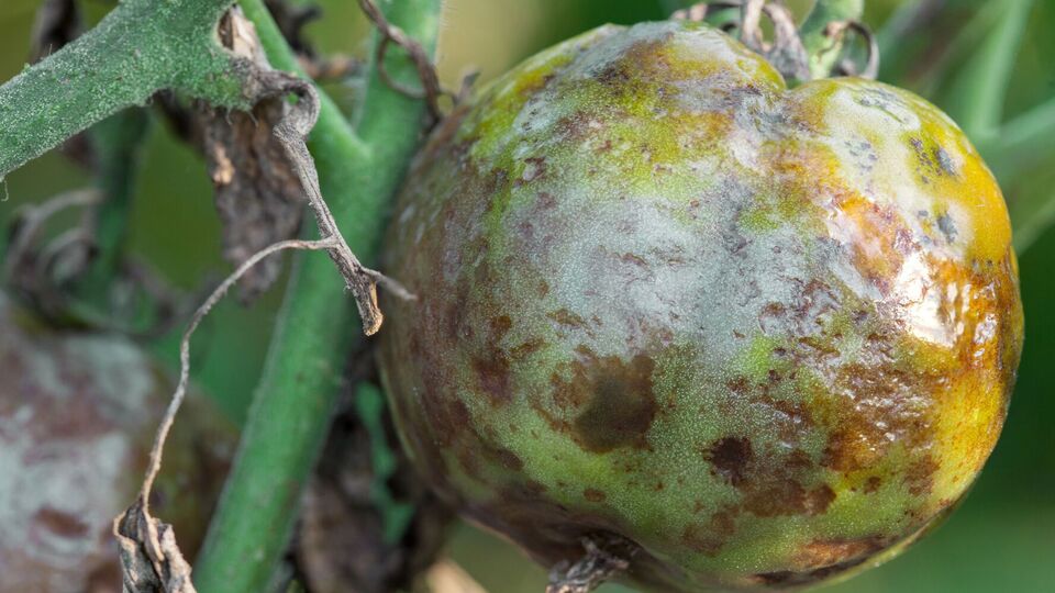 Против фитофторы используют средства на основе натуральных продуктов