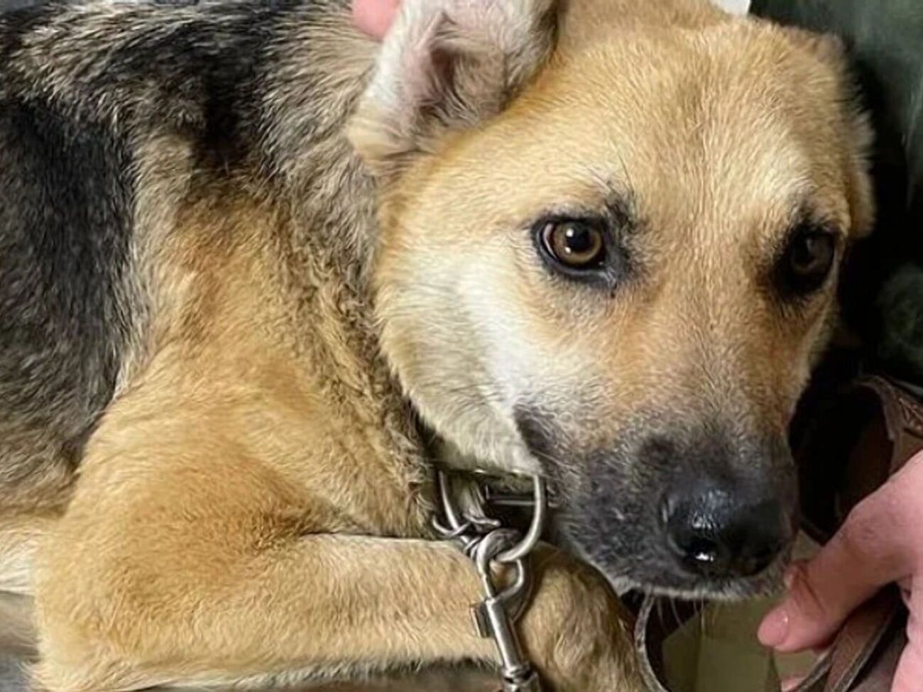 По словам волонтеров, собаку насиловали годами