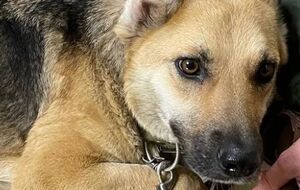 По словам волонтеров, собаку насиловали годами