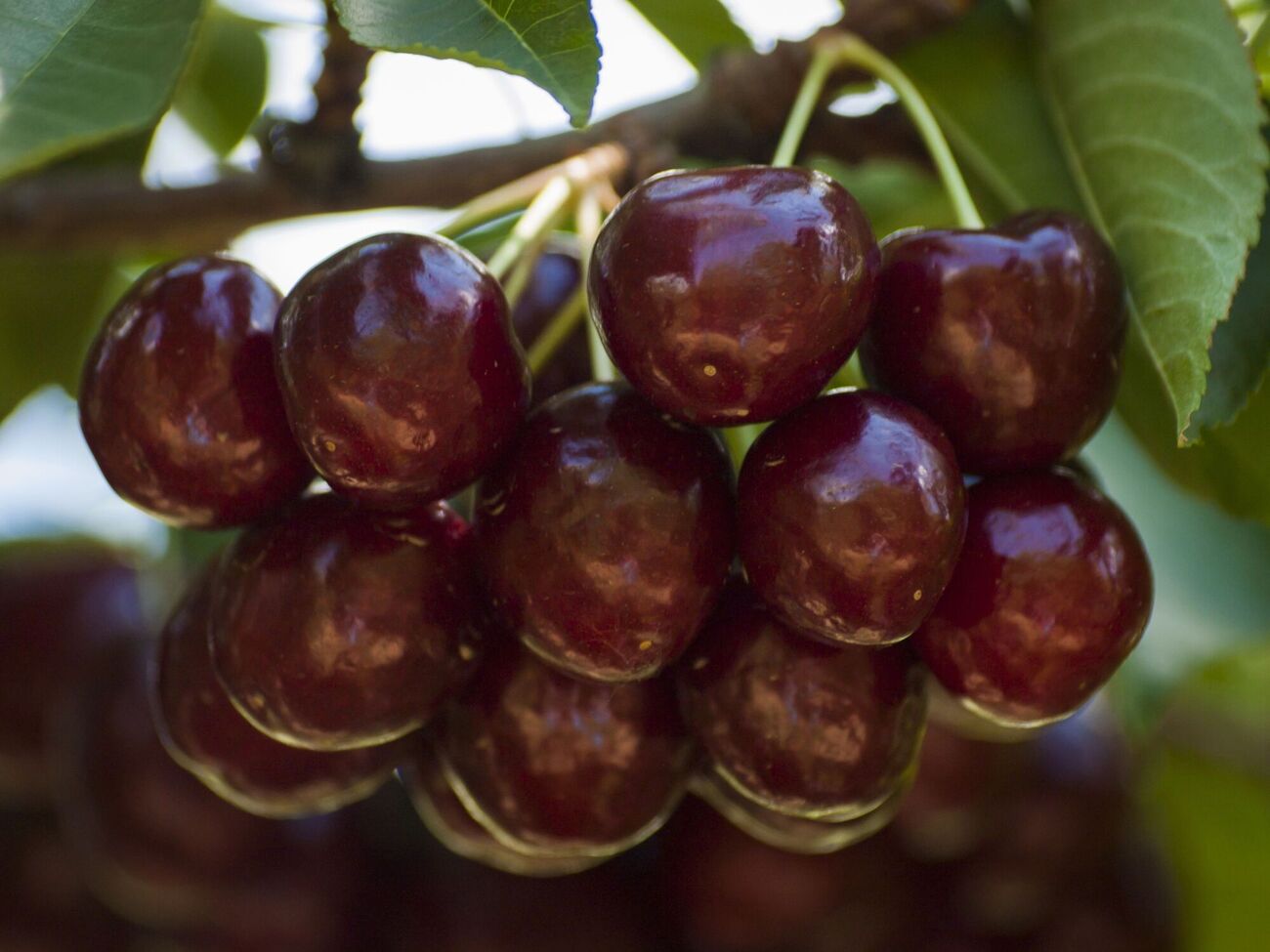 Скворцы не съедят черешню, если вовремя принять меры