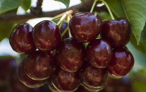 Скворцы не съедят черешню, если вовремя принять меры