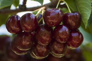 Шпаки не з'їдять черешню, якщо вчасно вжити заходів
