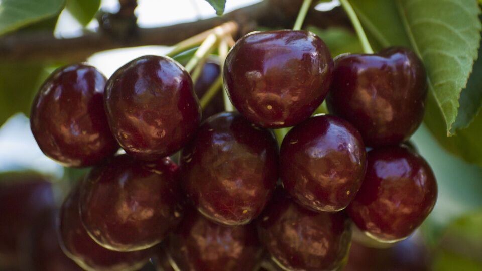 Скворцы не съедят черешню, если вовремя принять меры