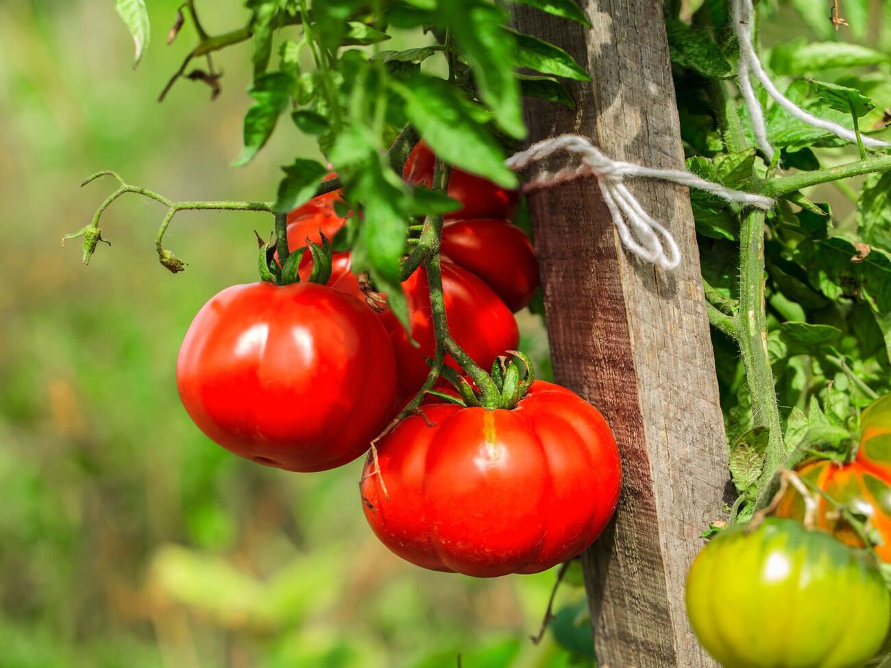 После внесения костной муки не нужно ждать несколько недель, чтобы сорвать плоды – они остаются экологически чистыми