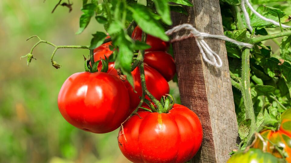 После внесения костной муки не нужно ждать несколько недель, чтобы сорвать плоды – они остаются экологически чистыми