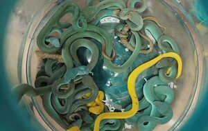 В общем мужчина пытался незаконно перевезти из Таиланда 52 рептилии