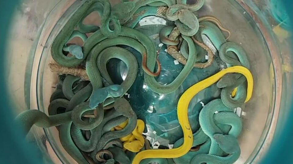 В общем мужчина пытался незаконно перевезти из Таиланда 52 рептилии