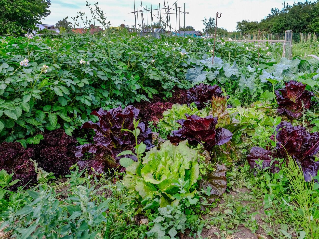 В жаркую и влажную погоду белокрылка размножается молниеносно