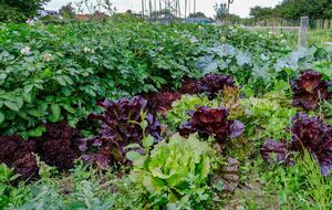 В жаркую и влажную погоду белокрылка размножается молниеносно