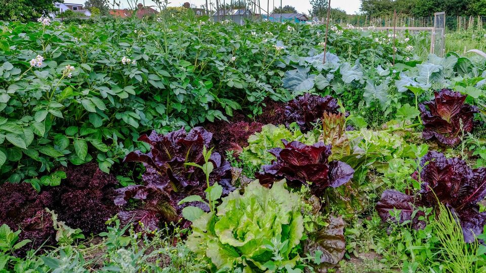 В жаркую и влажную погоду белокрылка размножается молниеносно