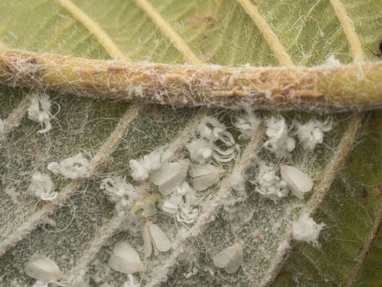 Листья нужно обрабатывать с обеих сторон