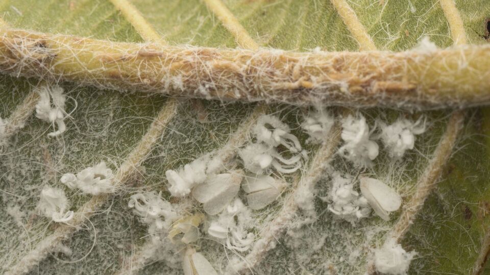 Листья нужно обрабатывать с обеих сторон