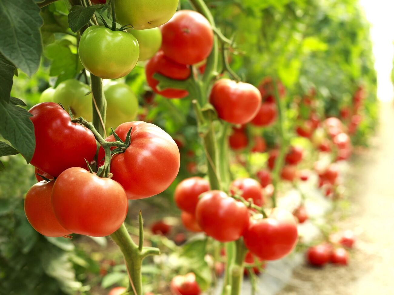 Огородник обратил внимание, что почва вокруг помидоров должна постоянно быть влажной