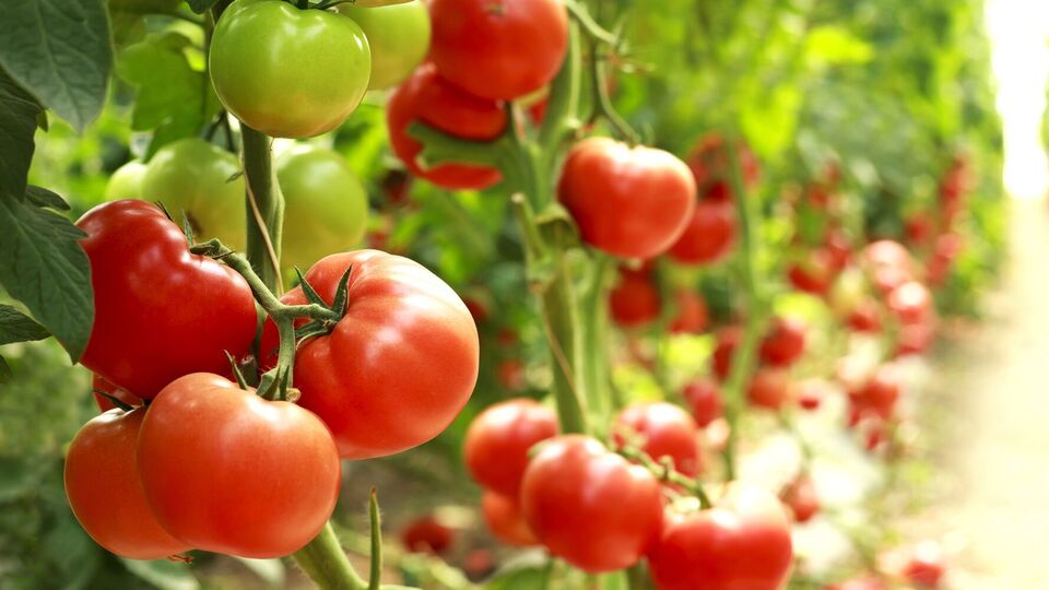 Огородник обратил внимание, что почва вокруг помидоров должна постоянно быть влажной