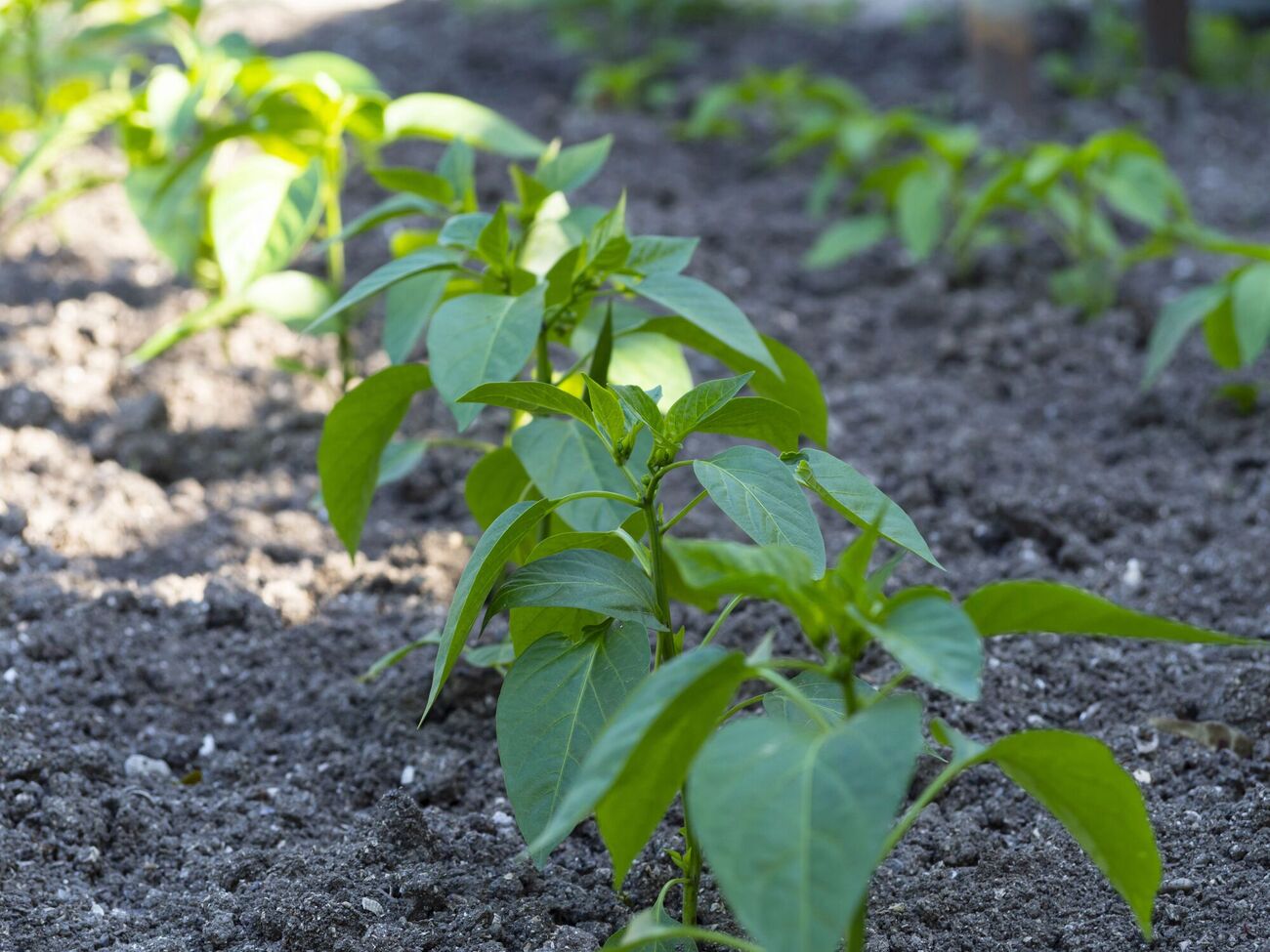 Огородник отметил, что поливает овощи раствором из куриного помета