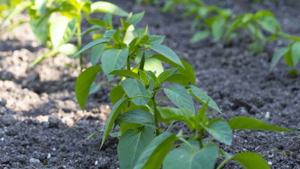 Огородник отметил, что поливает овощи раствором из куриного помета