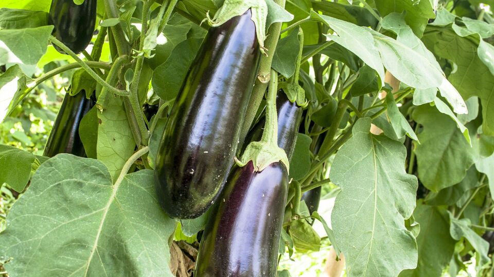 Автор программы подчеркнул важность обработки баклажанов сразу, как только они расцвели