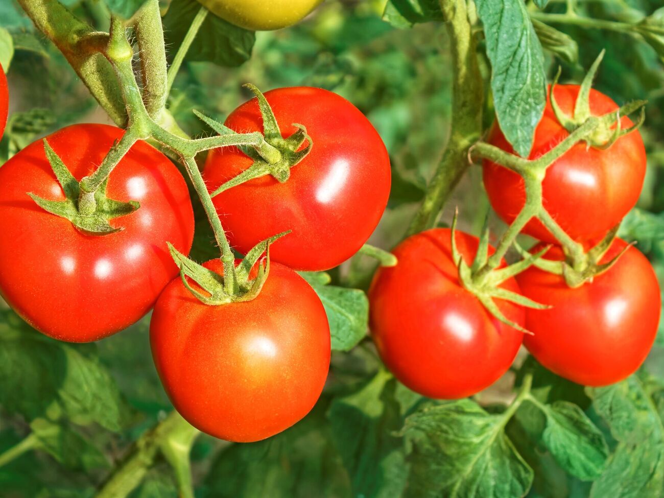 Для формировании плодов важно подкармливать овощи препаратами с содержанием кальция