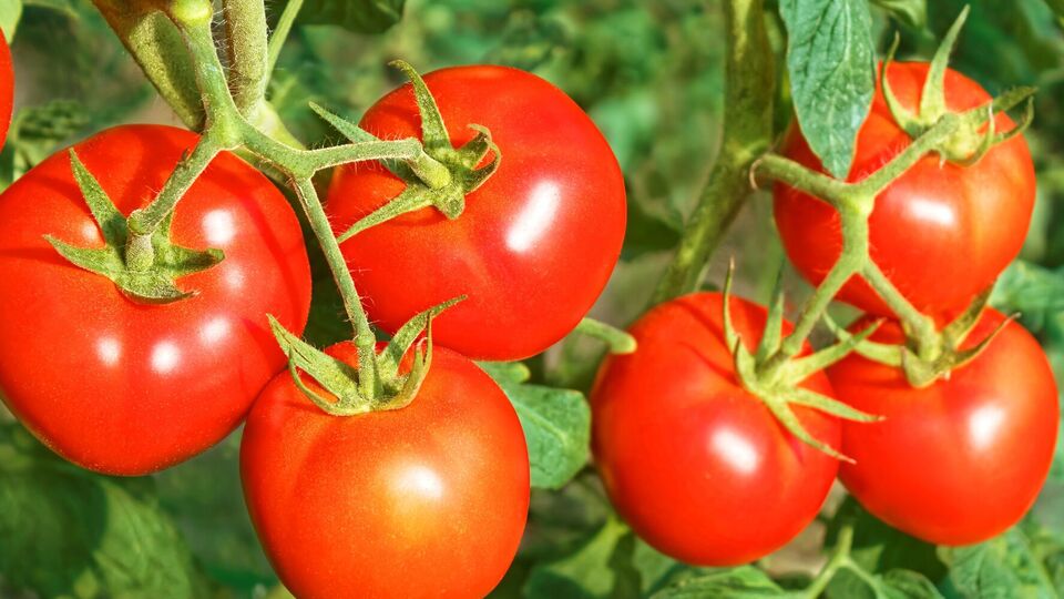 Для формування плодів важливо підживлювати овочі препаратами із вмістом кальцію