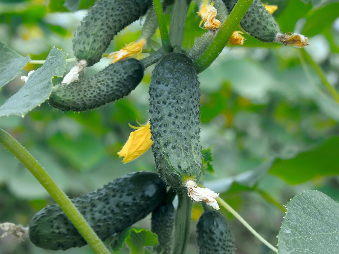 Автор программы обратил внимание на важность полива огурцов теплой водой, а не холодной